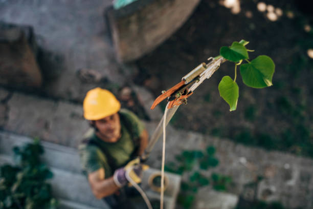 Best Fruit Tree Pruning  in Hastings On Hudson, NY